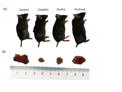 1. Control group: fed with normal diet after tumour injection 2. Cisplatin group: fed with chemotherapy drug Cisplatin after tumour injection 3. ProPre group: fed with Prohep one week before the tumor injection. Other treatments the same as ProTreat group. 4. ProTreat group: fed with normal diet and Prohep after tumour injection  The animals were killed 38 d after tumor injection to quantify the tumor size.place image caption here