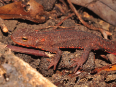 Hong Kong newt (Photo credit: Anthony Lau)