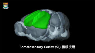 somatosensory cortex