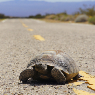 Solar energy developments and associated transmission lines and access roads could imperil threatened species including the Mojave Desert Tortoise (Gopherus agassizii).   Credit: Dakota Gale