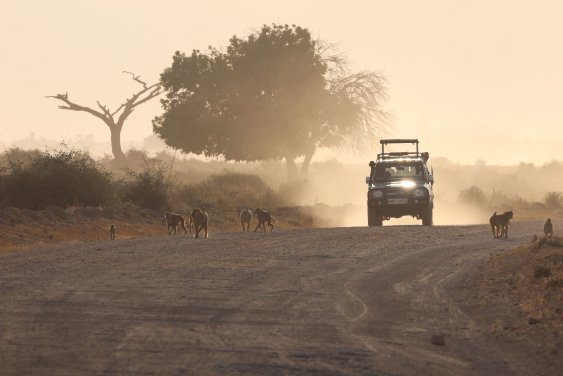 Amboseli by Matthew Cheng