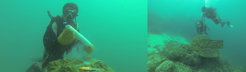 Researchers drilling coral under water.