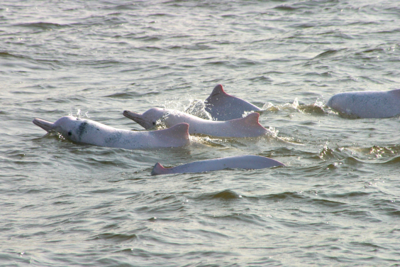 Chinese white dolphins (Sousa chinensis) photo courtesy: Thomas Tue