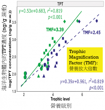 HKU scientists reveal high concentrations of toxic phenyltin compounds in local Chinese white dolphins and finless porpoises, and confirm their biomagnification through marine food chains.