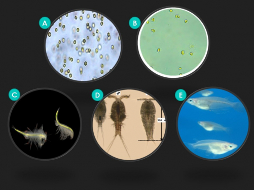 Image 2 The five test marine organisms used in this study: (A) the microalga Isochrysis galbana, (B) the microalga Chaetoceros gracilis, (C) the brine shrimp Artemia franciscana, (D) the copepod Tigriopus japonicus and (E) the marine medaka fish Oryzias melastigma. Sources of the pictures: (A) alchetron.com; (B) baralgae.com; (C) joelsartore.com; (D) Seo et al. (2006) Aquatic Toxicology 80: 281-289, and (E) from the HKU team.