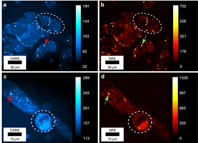 CARS (left) and SRS (right) images of living human cells.
(a)(b) CARS and SRS images of living osteosarcoma (U2OS) cells acquired simultaneously.
(c)(d) CARS and SRS images of a living differentiating primary myoblast (PMD).