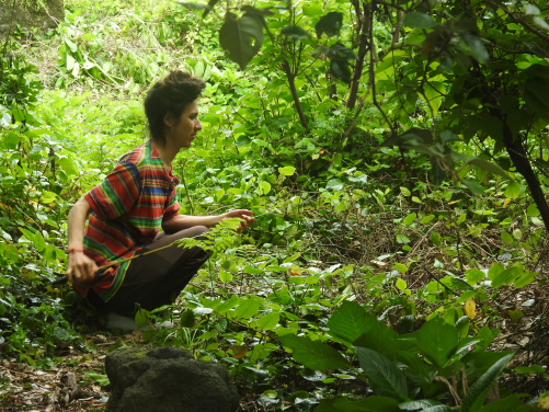 HKU PhD student Félix Landry Yuan searching for lizards on Hachijo-Kojima. (Image credit: Masami Hasegawa)
 