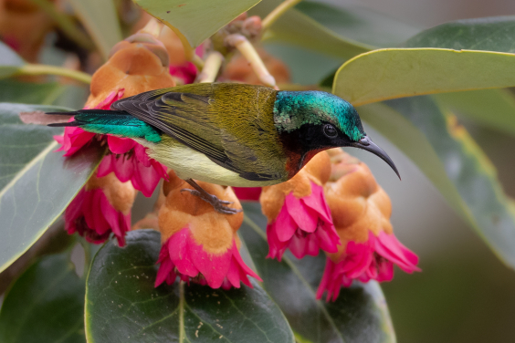 Highlighted Stories of Contemporary Amateur Naturalists

Aethopyga christinae ©WildCreatures in Hong Kong