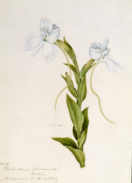 Highlighted Exhibits
 
Replica of The Flora of Green Bank Hong Kong (1848)
Botanical watercolour (31.8 x 21.7 cm), 1848
© Peter and Renate Nahum 

Green   Bank   located    between   Wyndham and Wellington Street in 1840s - 1850s, was a home for Charles Joseph Braine, an botany and horticulture enthusiast, who moved from Canton (now Guangzhou) to Hong Kong in 1841.

Now, the Common Phaius, Ink Orchid, Scarlet Renanthera or Kwai-fah on the Orchid Walk are no longer seen. Traces that remain from the once luxuriant  area are the street structures  inherited from the garden, and the modern-day road later named "Lan Kwai Fong".