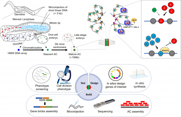 Upper panel: The process of foreign DNA microinjection and artificial chromosome formation in C. elegans in vivo. The cellular mechanism of de novo holocentromere formation on artificial chromosomes (current findings). Lower panel: The iterative process of designing, constructing, sequencing and analysing worm artificial chromosomes for phenotypic screening and other applications. (Image credit: Upper panel: Nucleic Acids Research, Lower panel: by Lin Zhongyang.)