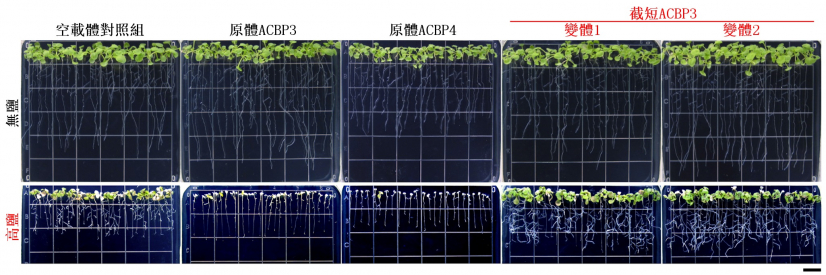 圖2：截短ACBP3變體在轉基因擬南芥的超表達提高耐鹽性。截短 ACBP3變體的超表達株系比對照組更耐鹽。原體ACBP3及ACBP4的超表達株系則更敏感。比例尺 = 1公分。