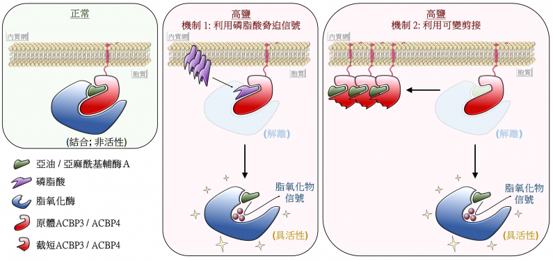 圖3：ACBP3及ACBP4調控高鹽環境下脂氧化物信號形成的示意圖。
在正常條件下，原體ACBP3/ACBP4與亞油/亞麻酰基輔酶Ａ及脂氧化酶結合，使其失去活性（左圖）。在高鹽逆境下，複合體在雙重機制調控下解離。其一，酰基輔酶Ａ在磷脂酸信號的競爭下與ACBP3/ACBP4解離（中圖）。其二，mRNA前體通過可變剪接，產生不能與脂氧化酶結合的截短ACBP3/ACBP4變體（右圖）。因此，被激活後的脂氧化酶產生脂氧化物信號，誘發適應性反應。