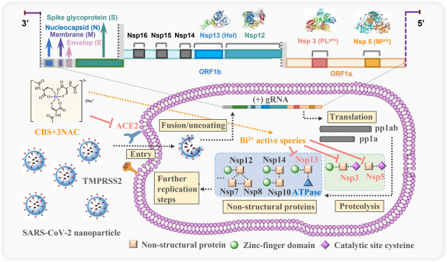 Proposed mechanism of action for orally administrated colloidal bismuth subcitrate together with N-acetyl cysteine as a broad-spectrum anti-coronavirus cocktail therapy. The pan-inhibitory activity of bismuth drugs against various CoVs may stem from their abilities to target multiple viral enzymes in the viral replication cycles. CBS as well as related metallodrugs could inactivate the viral cysteine protease through either targeting the key cysteine residue in the active site (PLpro and Mpro) or structural zinc-finger domain (PLpro and Hel) or even other zinc metalloproteins in human cells (ACE2) that are tightly associated with viral entry.