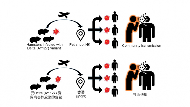 港大醫學院發現 寵物敘利亞倉鼠可自然感染新冠病毒  進而感染人類