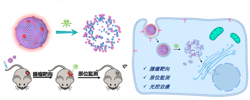 研究團隊設計了一種簡單的由光響應前藥和染料組成的納米藥物。該納米藥物可針對腫瘤遞送藥物、助原位監測納米藥物，以及光控藥物釋放，以有效治療結直腸癌。
 