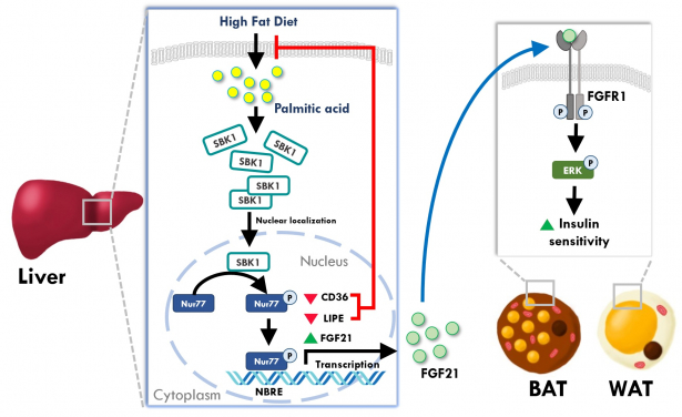 The team found that SBK1 protein is the protective factor against excessive lipid accumulation. (Image credit: Ms Maris S.Y. CHAN and Dr Palak AHUJA)