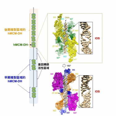 圖一、人源MCM雙六聚體（hMCM-DH）結合複製原點產生的DNA初始解開結構（IOS）。圖片修改自Li et al, 2023 Cell 186, 1-14
 