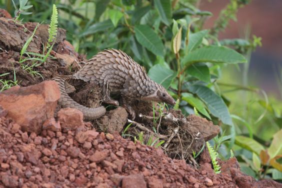 圖四、一批從香港緝獲的白腹穿山甲（Phataginus tricuspis）樣本。（圖片提供：Tracey-Leigh Prigge）