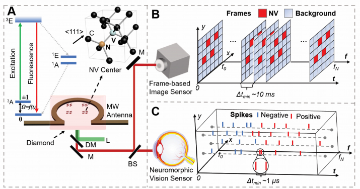 Concept, design and implementation of widefield quantum sensing.
A) Overview of NV-based widefield quantum sensing: energy level diagram and atomic structure of NV centers; and the experimental apparatus of widefield quantum diamond microscope. L: Laser; DM: Dichroic Mirror; BS: Beam Splitter; M: Mirror;
B) A schematic showing the working principle of frame-based widefield quantum sensing, where a series of frames are output from a frame-based sensor recording both fluorescence intensity and background signals.
C) A schematic showing the working principle of proposed neuromorphic widefield quantum sensing, where the fluorescence changes are converted into sparse spikes through a neuromorphic vision sensor