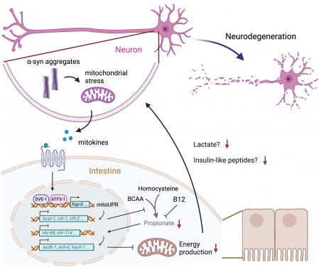 圖一、線蟲柏金遜症模型中神經元和腸道之間的通訊機制。由協助調節神經元信號傳遞的蛋白質α-syn聚集引起的神經元線粒體異常會誘導訊號分子（線粒體因子）的分泌，從而導致活化線粒體未折疊蛋白反應 (mitoUPR) ，並抑制腸道中丙酸的產生。丙酸豐度的減少會下調代謝基因，導致能量產生不足，影響腸道和腦之間的信號傳遞。腸道能量衰竭會減少乳酸和胰島素樣神經肽的釋放，從而加劇神經退化性的病化。圖片改編自相關期刊論文。