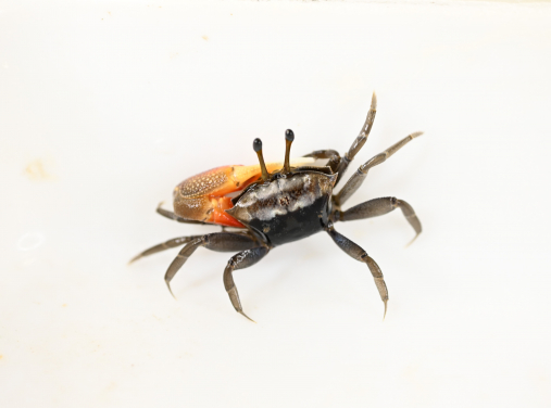 Dorsal view of a male Tubuca coarctata. Photo by Pedro J. Jimenez.