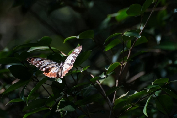 Figure 1: The Chestnut Tiger (Parantica sita) in Repulse Bay, prior to its capture. Photo courtesy: Yuet Fung LING.  
 