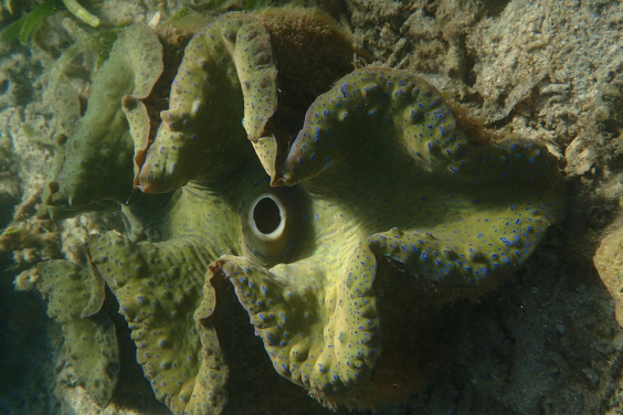 圖二：巨蚌（Tridacna gigas）外套膜的近距離影像，攝於其自然珊瑚礁棲息地。色彩斑斕的外套膜組織內含共生藻類，能進行光合作用，並為宿主提供能量。 圖片來源：Isis Guibert