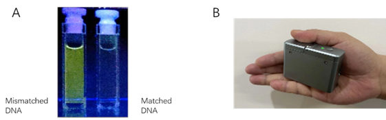 The innovative technologies: (a) The luminescent metal complexes that selectively bind to mismatched DNA, developed by Prof. Che; (b) The portable spectral device that captures the luminescent signal, developed by Dr. Liu. 
